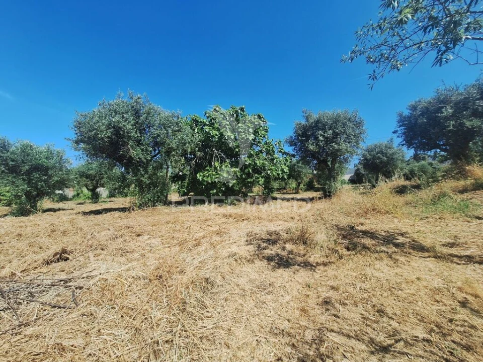 Terreno para Venda em Praia do Ribatejo Foto 15