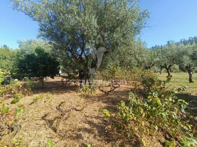 Moradia T3 para Venda em Urqueira Foto 19