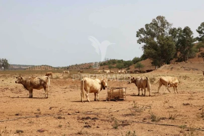 Terreno para Venda em Castro Marim