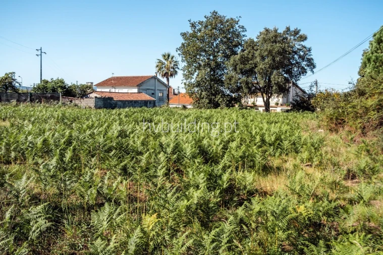 Terreno para Venda em Galegos (São Martinho) Foto 25