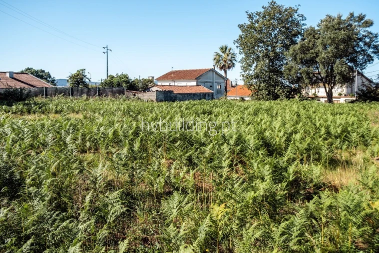 Terreno para Venda em Galegos (São Martinho) Foto 26
