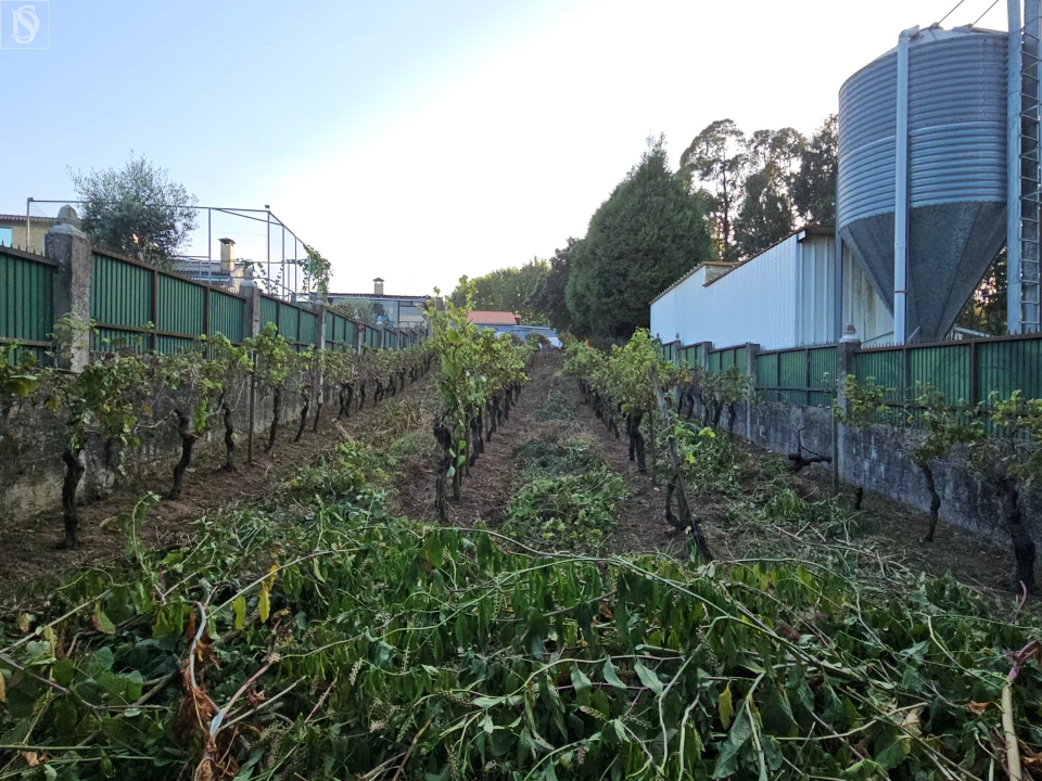 Terreno para Venda em Amoreira da Gândara, Paredes do Bairro e Ancas Foto 3