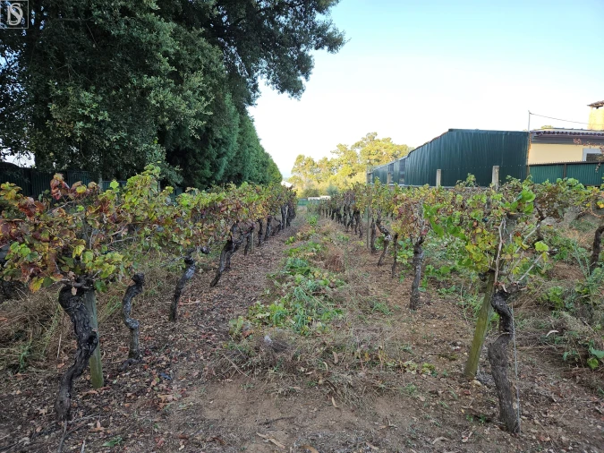 Terreno para Venda em Amoreira da Gândara, Paredes do Bairro e Ancas