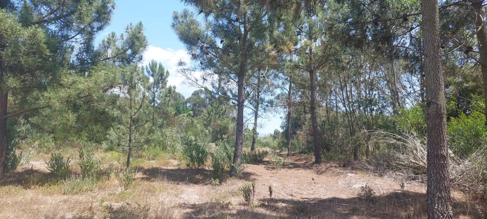 Terreno Agricola ou Rústico para Venda em Rogil Foto 15