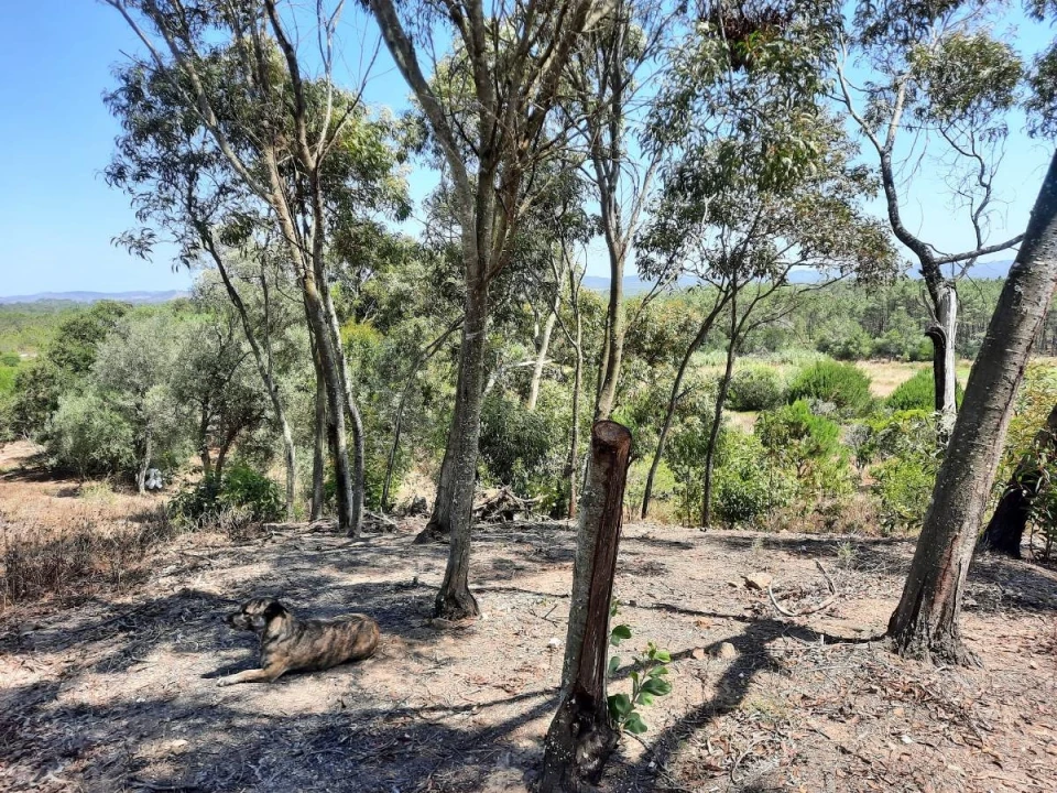 Terreno Agricola ou Rústico para Venda em Rogil Foto 4