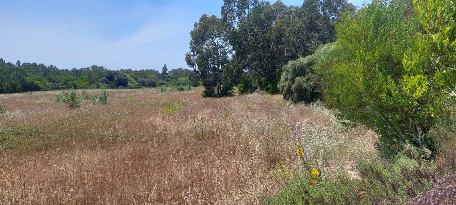 Terreno Agricola ou Rústico para Venda em Rogil Foto 16