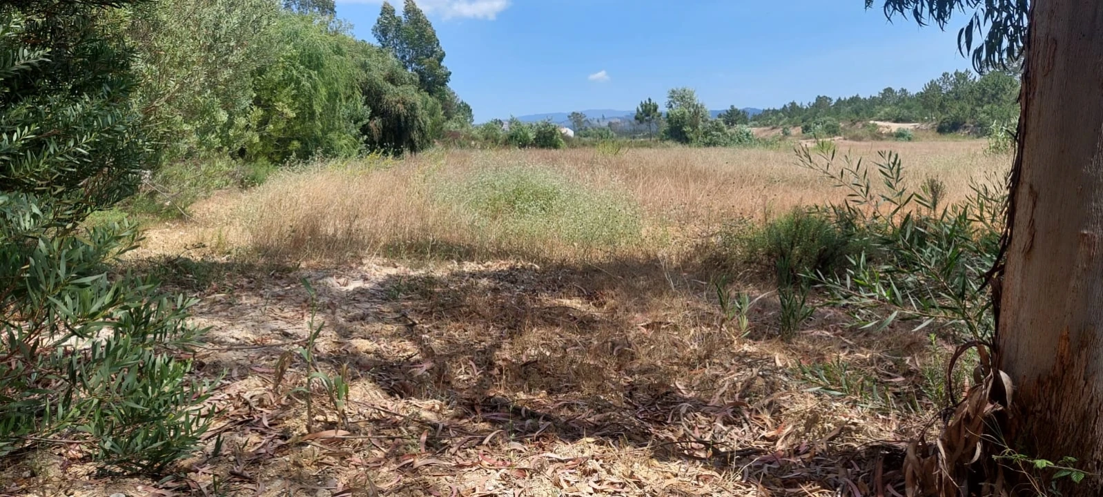 Terreno Agricola ou Rústico para Venda em Rogil Foto 11