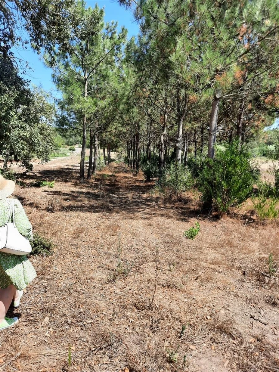 Terreno Agricola ou Rústico para Venda em Rogil Foto 2