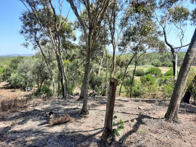 Terreno Agricola ou Rústico para Venda em Rogil Foto 4