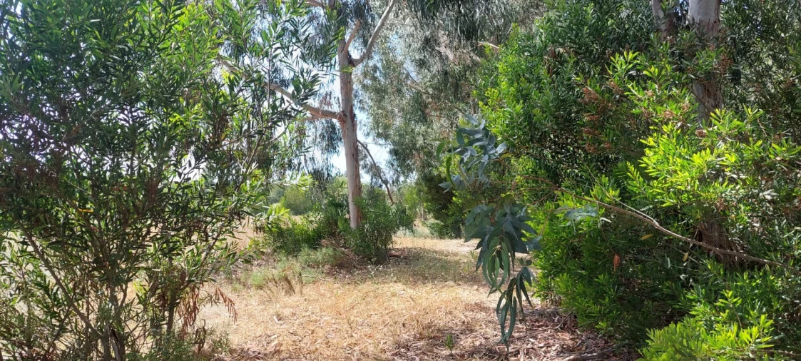 Terreno Agricola ou Rústico para Venda em Rogil Foto 10