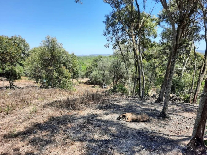Terreno Agricola ou Rústico para Venda em Rogil Foto 3