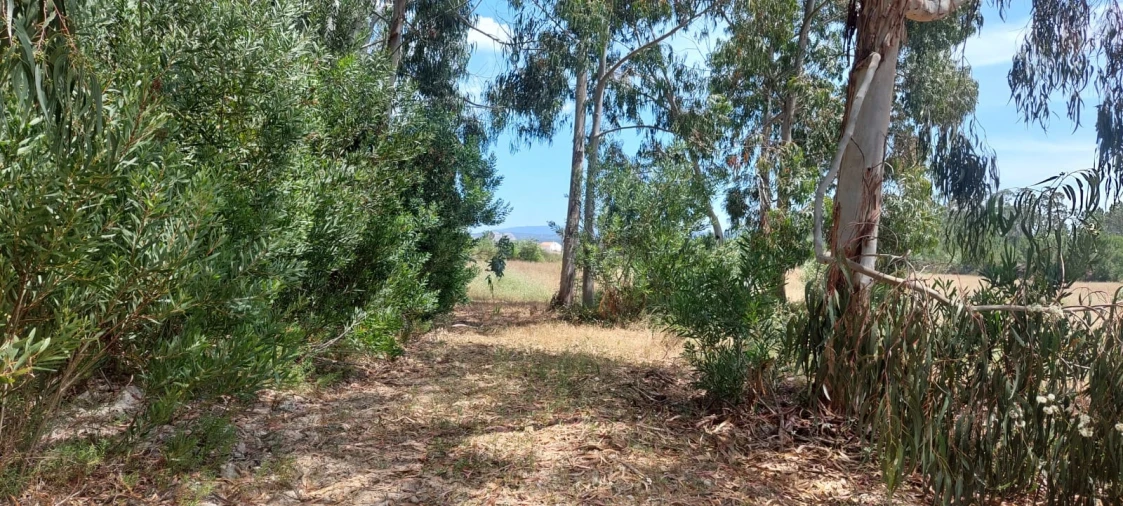 Terreno Agricola ou Rústico para Venda em Rogil Foto 13
