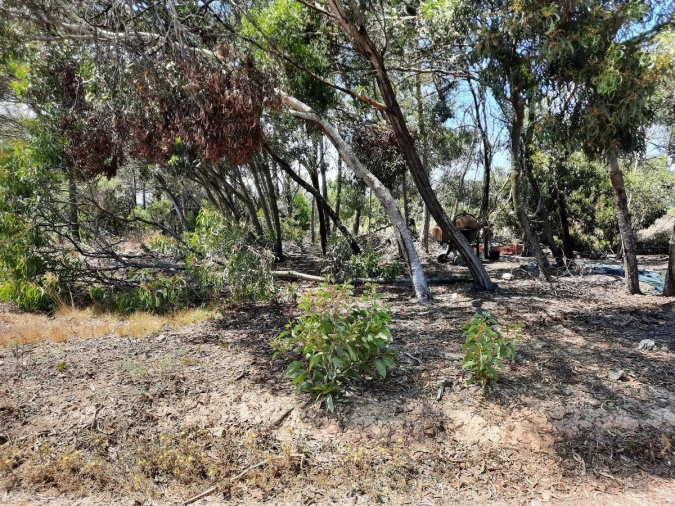 Terreno Agricola ou Rústico para Venda em Rogil Foto 5