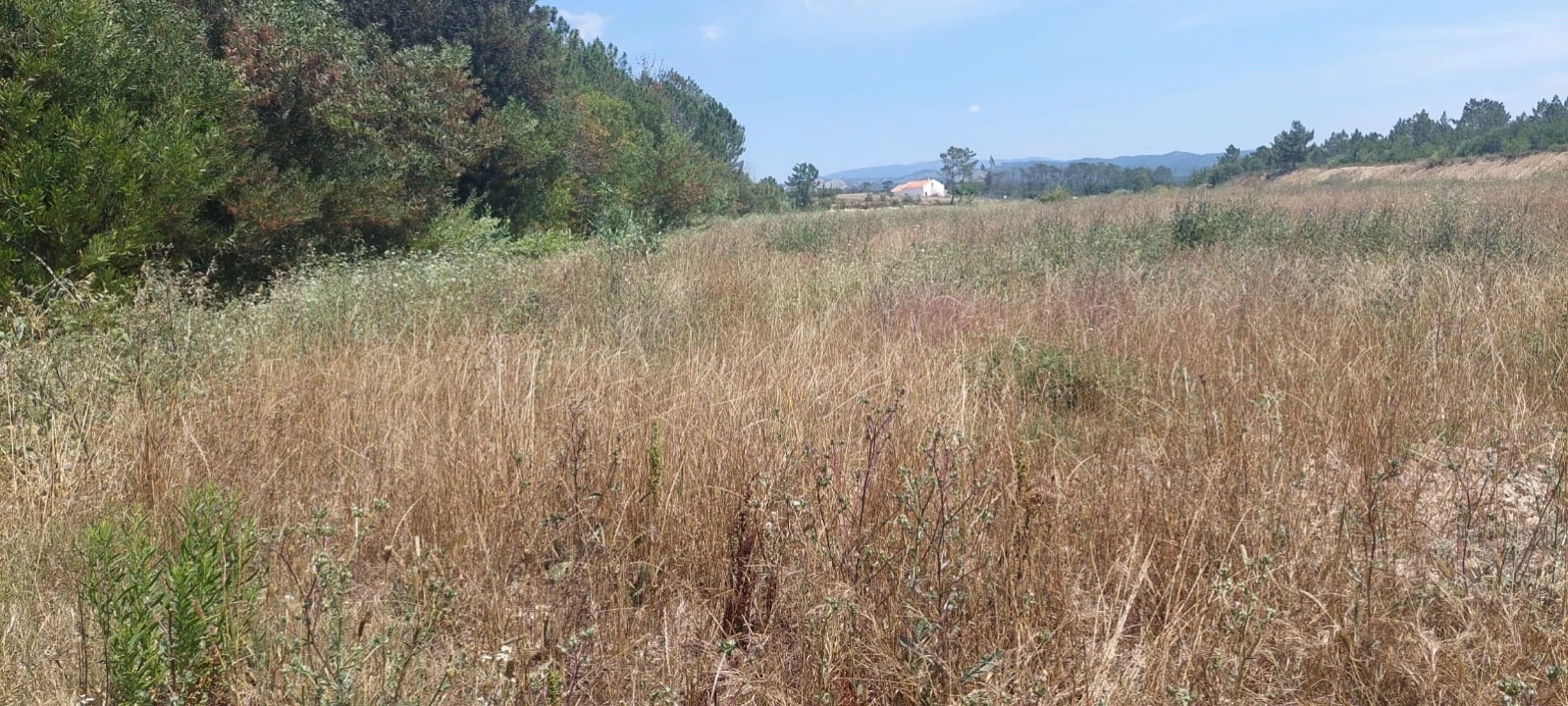 Terreno Agricola ou Rústico para Venda em Rogil Foto 14