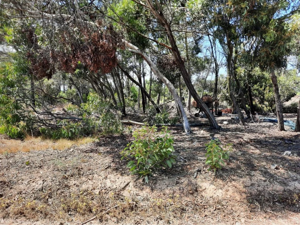 Terreno Agricola ou Rústico para Venda em Rogil Foto 5