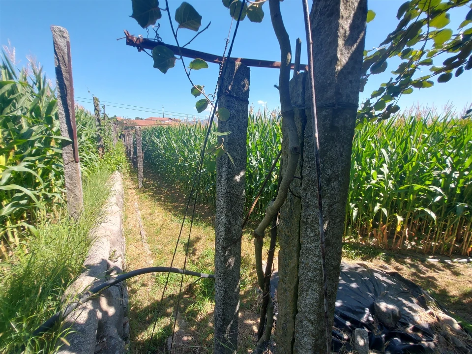 Terreno Agricola ou Rústico para Venda em Mansores Foto 29