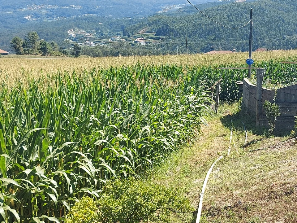 Terreno Agricola ou Rústico para Venda em Mansores Foto 26