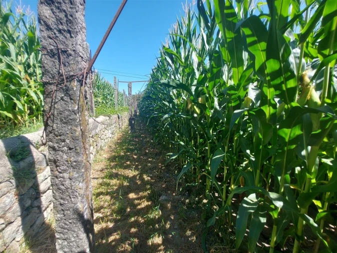 Terreno Agricola ou Rústico para Venda em Mansores Foto 30