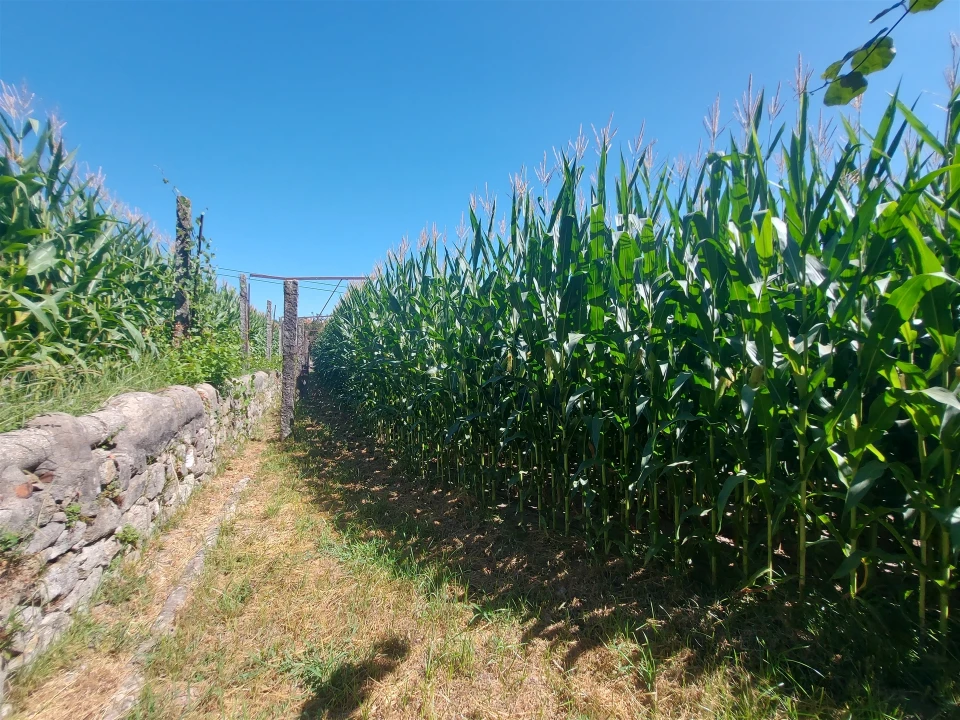 Terreno Agricola ou Rústico para Venda em Mansores Foto 13