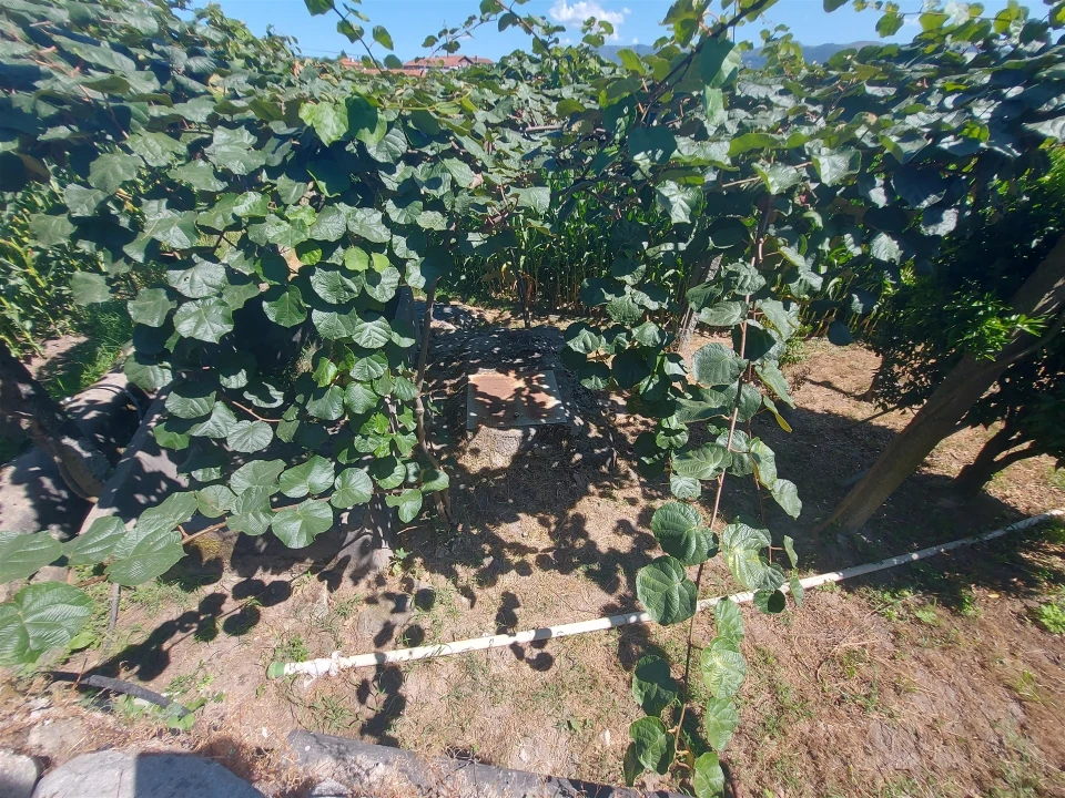 Terreno Agricola ou Rústico para Venda em Mansores Foto 23