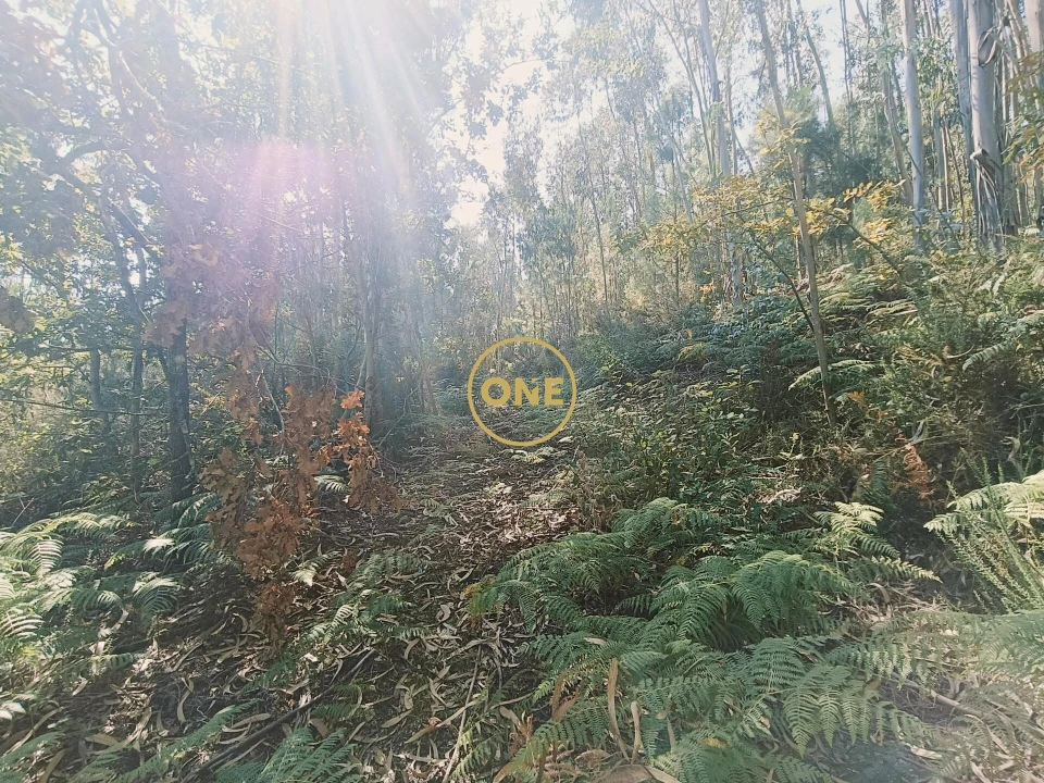 Terreno para Venda em Vade Foto 5