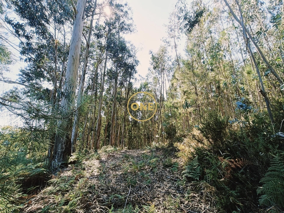 Terreno para Venda em Vade Foto 6