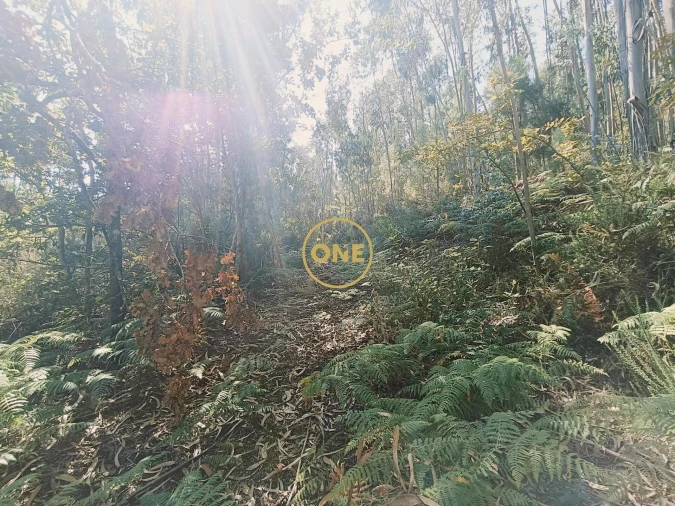 Terreno para Venda em Vade Foto 5