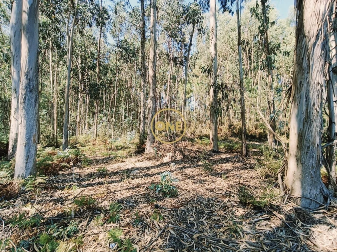 Terreno para Venda em Vade Foto 13