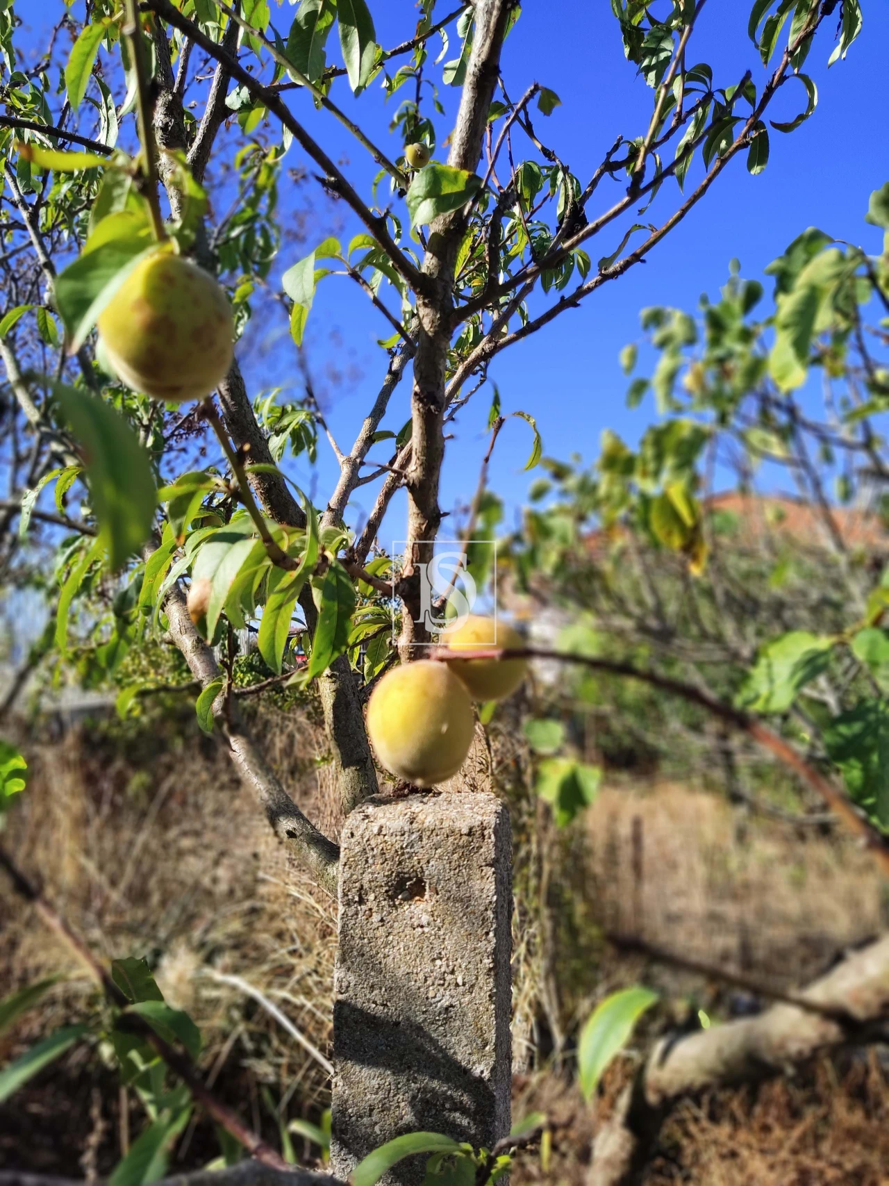 Armazém para Venda em Riachos Foto 5