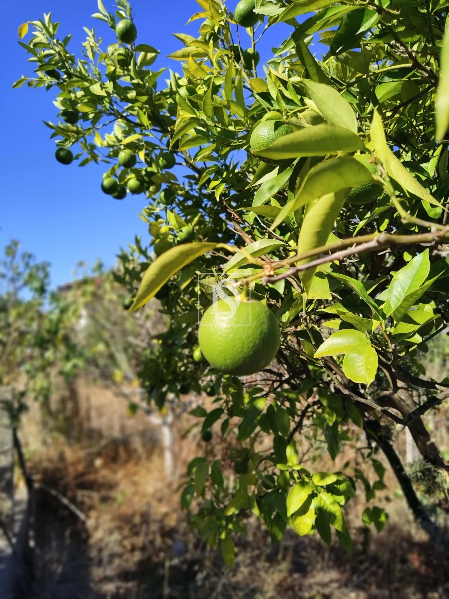 Armazém para Venda em Riachos Foto 7