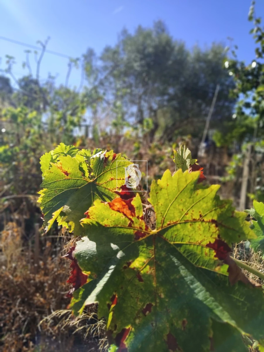 Armazém para Venda em Riachos Foto 2