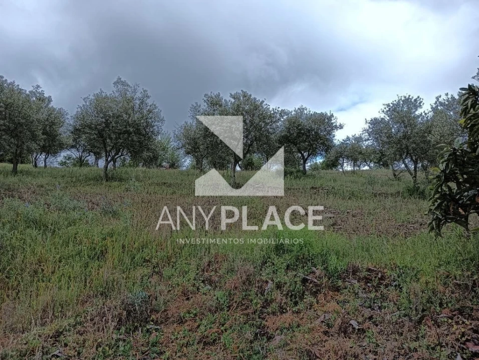 Terreno Agricola ou Rústico para Venda em Vila Nova de Foz Côa Foto 9