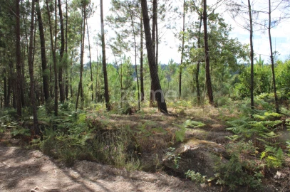 Terreno para Venda em São Pedro de France