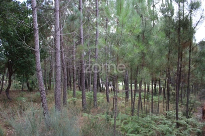 Terreno para Venda em São Pedro de France
