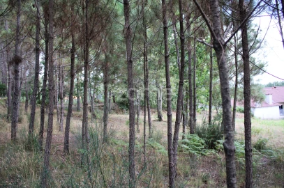 Terreno para Venda em São Pedro de France