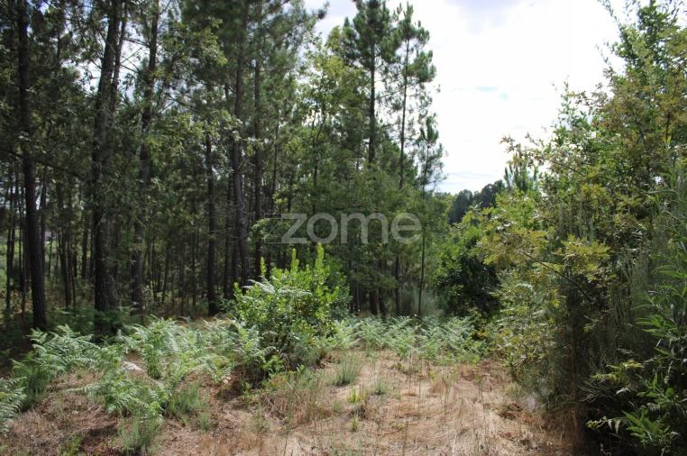 Terreno para Venda em São Pedro de France Foto 31
