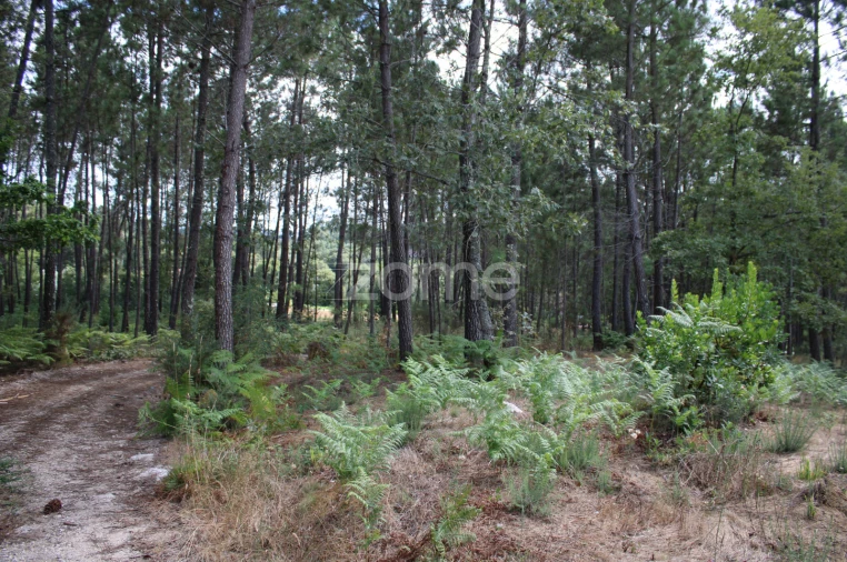 Terreno para Venda em São Pedro de France Foto 29