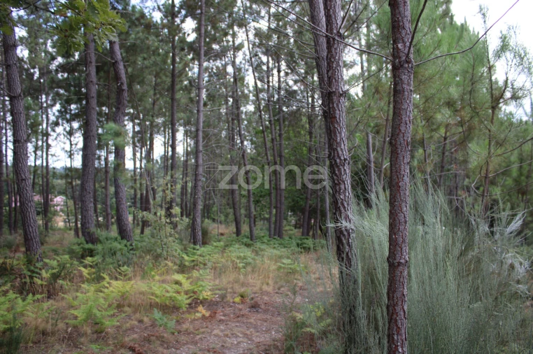 Terreno para Venda em São Pedro de France Foto 26