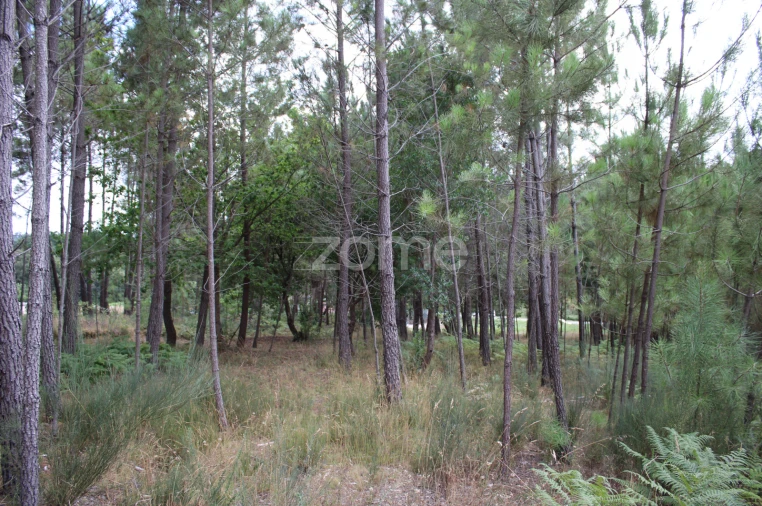 Terreno para Venda em São Pedro de France Foto 27