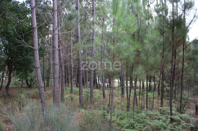 Terreno para Venda em São Pedro de France Foto 25