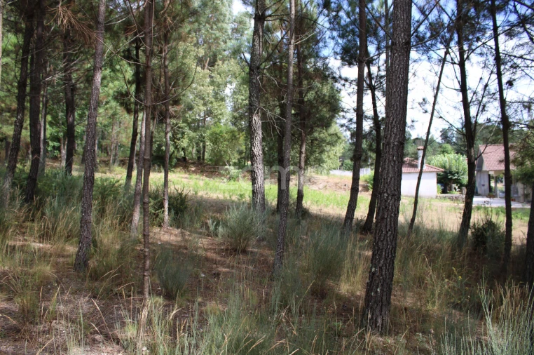 Terreno para Venda em São Pedro de France Foto 18