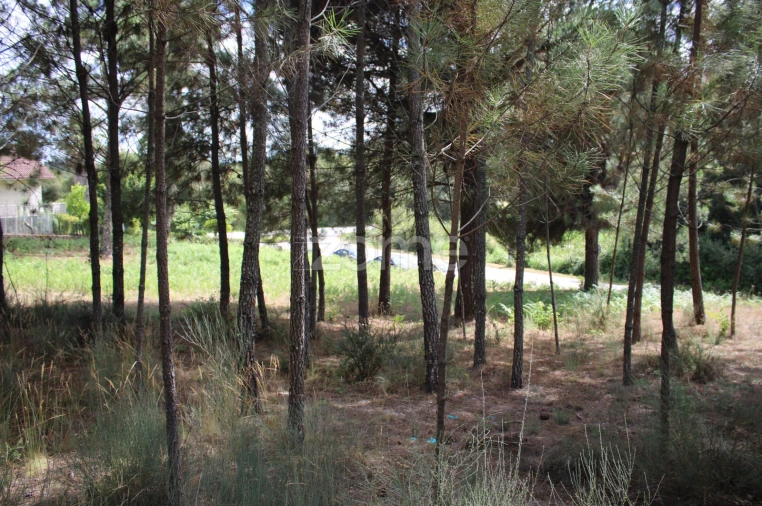 Terreno para Venda em São Pedro de France Foto 17