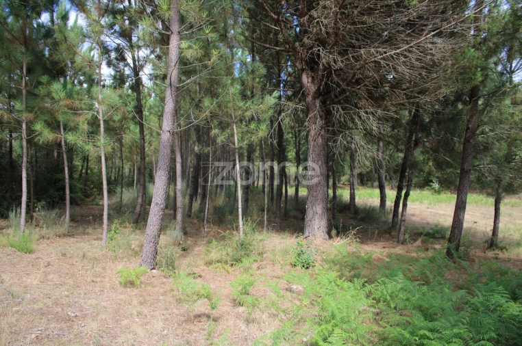 Terreno para Venda em São Pedro de France Foto 9
