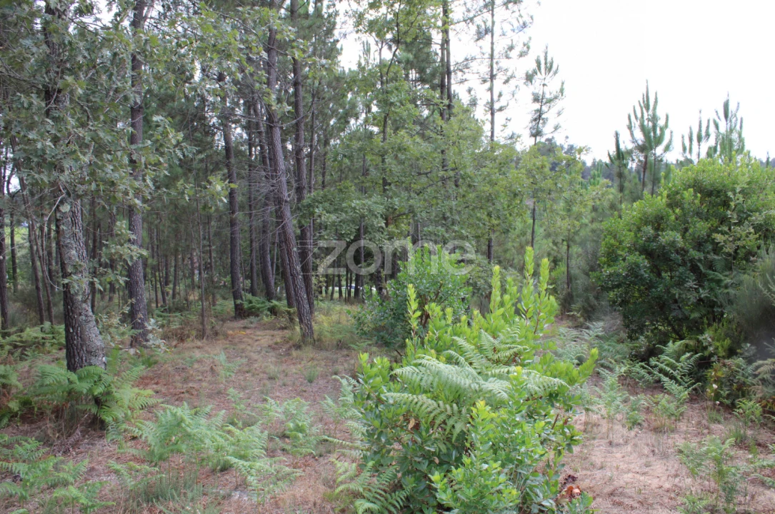 Terreno para Venda em São Pedro de France Foto 28