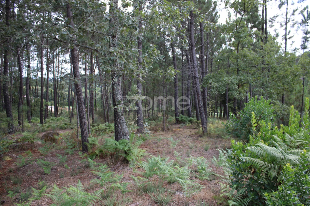 Terreno para Venda em São Pedro de France Foto 24