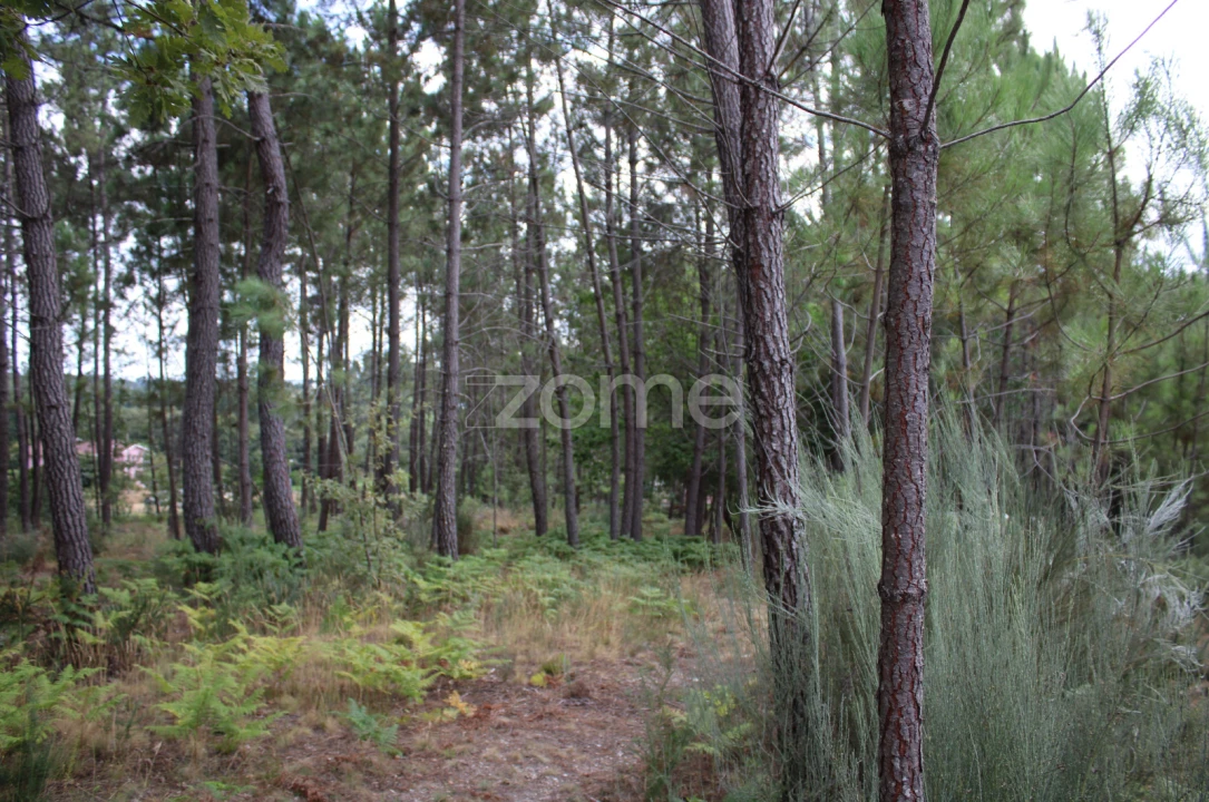 Terreno para Venda em São Pedro de France Foto 26
