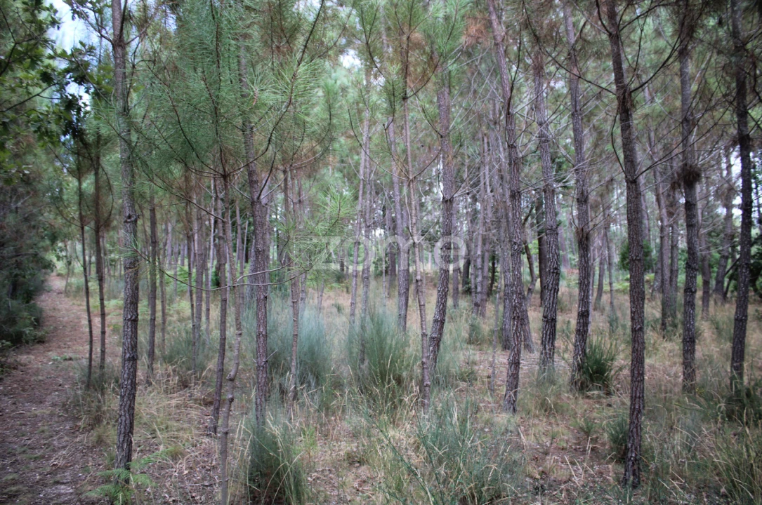 Terreno para Venda em São Pedro de France Foto 23