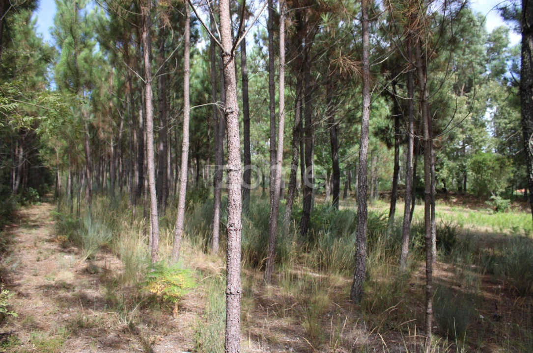 Terreno para Venda em São Pedro de France Foto 19