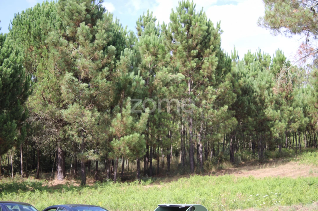 Terreno para Venda em São Pedro de France Foto 32