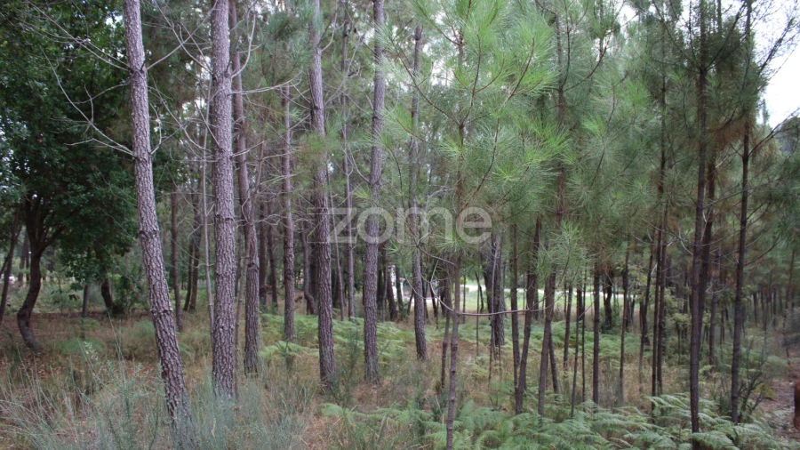Terreno para Venda em São Pedro de France
